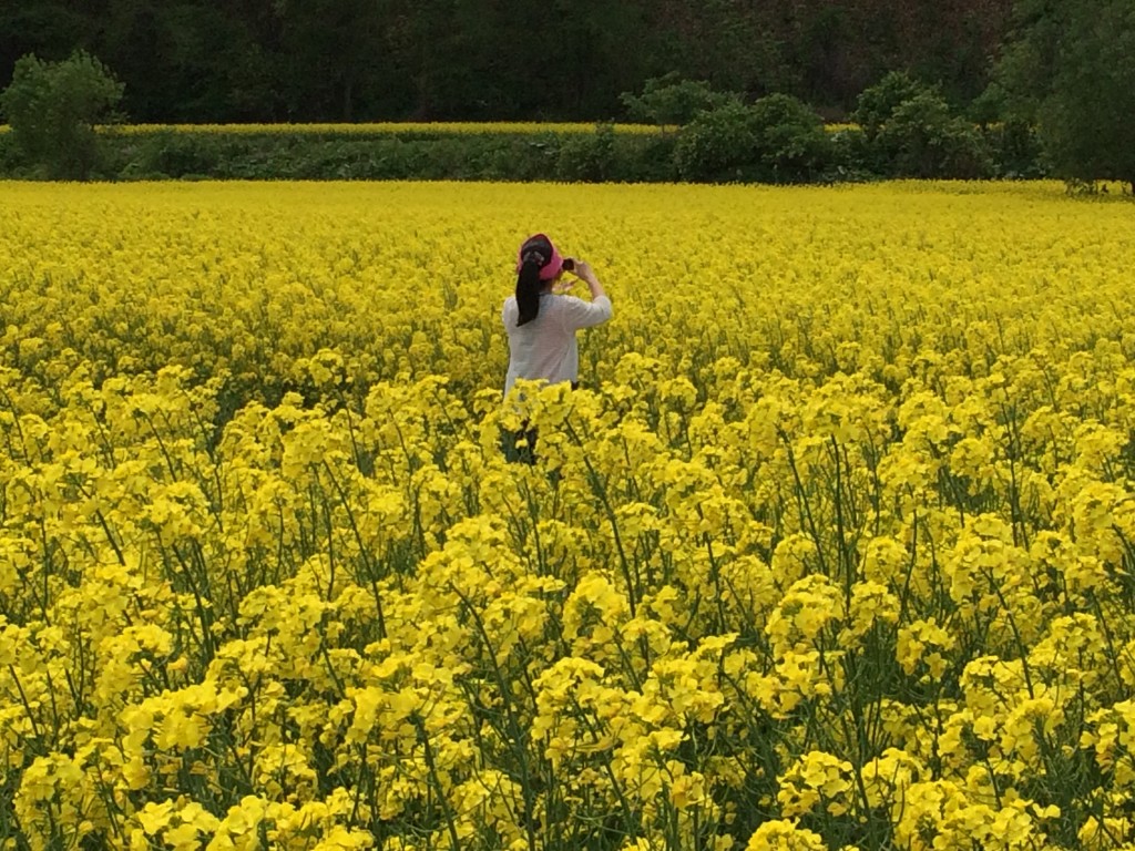 駒場　菜の花畑1